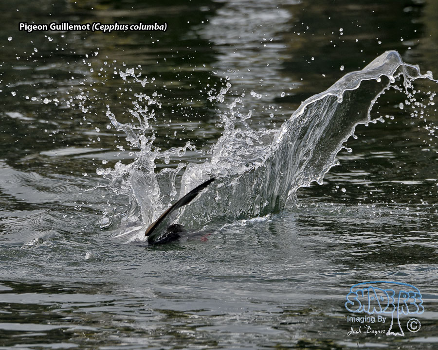 Pigeon Guillemot - Cepphus columba