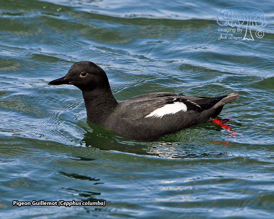 Pigeon Guillemot - Cepphus columba