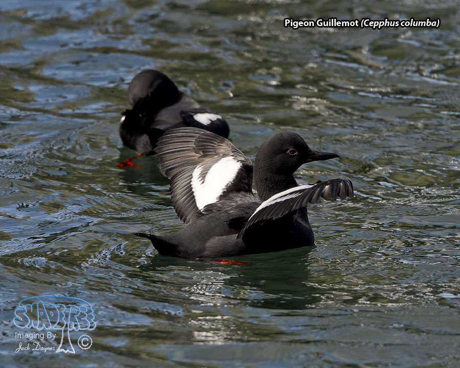 Pigeon Guillemot - Cepphus columba