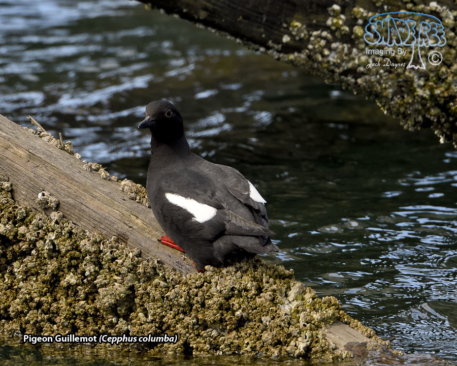 Pigeon Guillemot - Cepphus columba