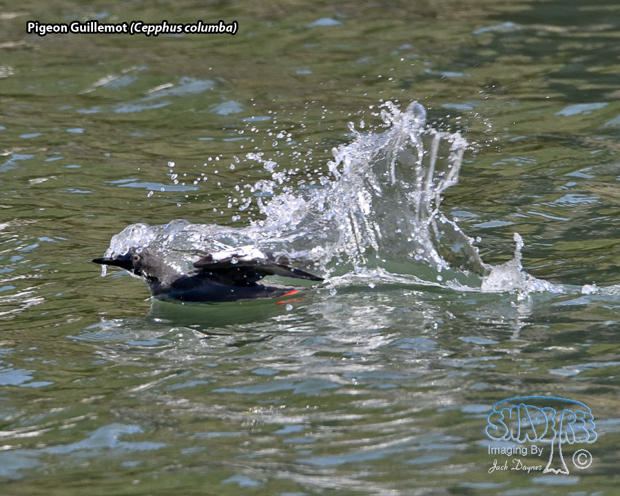 Pigeon Guillemot - Cepphus columba