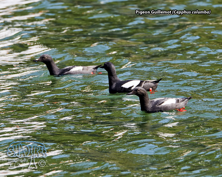 Pigeon Guillemot - Cepphus columba