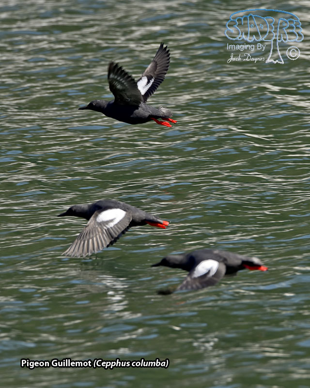Pigeon Guillemot - Cepphus columba