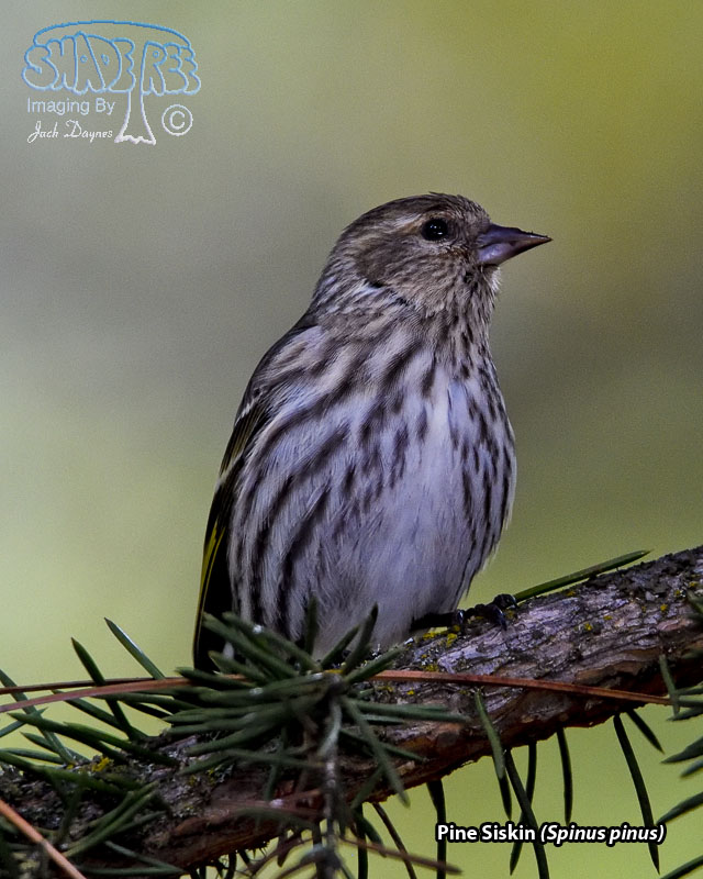 Pine Siskin - Spinus pinus