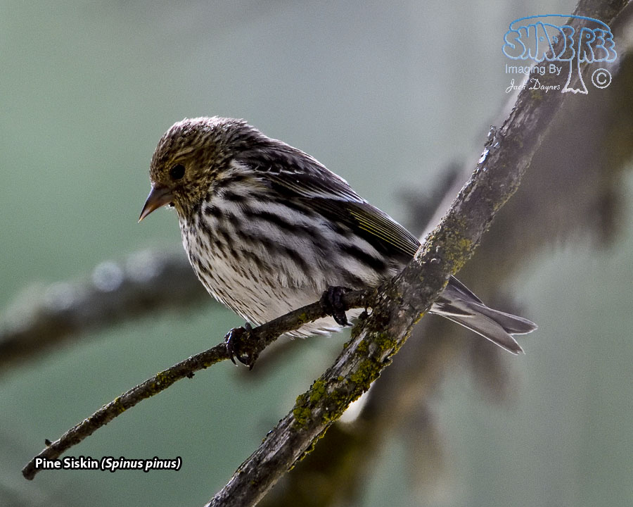 Pine Siskin - Spinus pinus