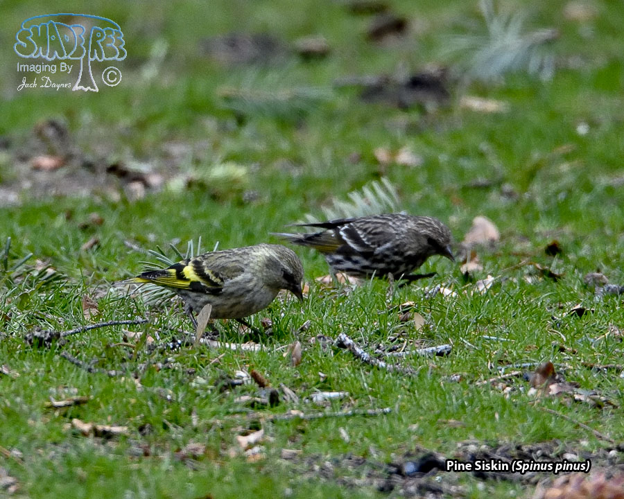 Pine Siskin - Spinus pinus