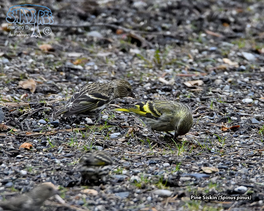 Pine Siskin - Spinus pinus