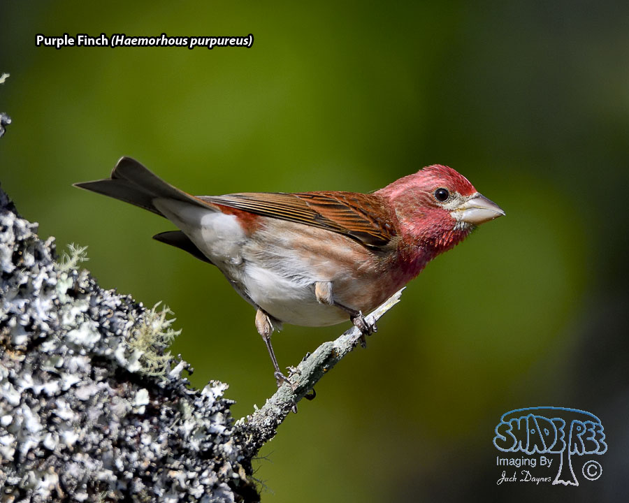 Purple Finch - Haemorhous purpureus