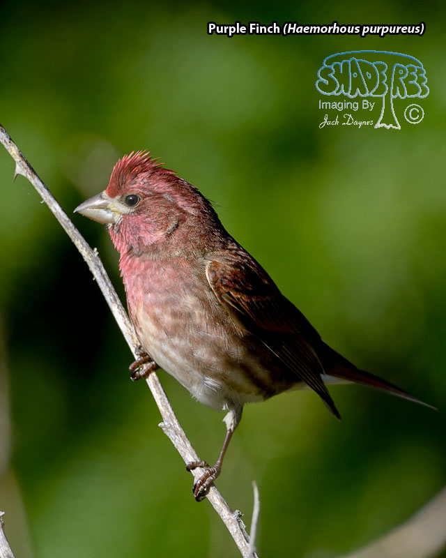 Purple Finch - Haemorhous purpureus
