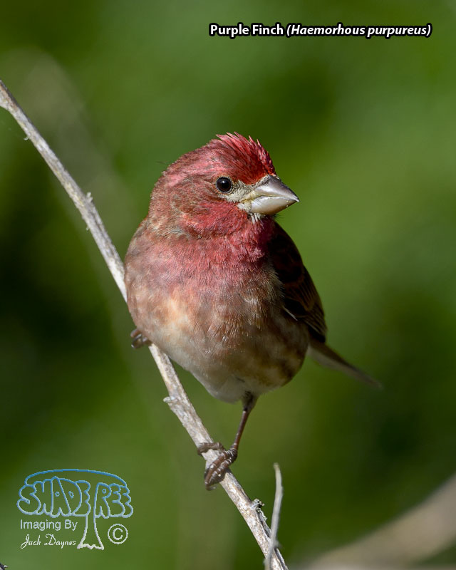 Purple Finch - Haemorhous purpureus