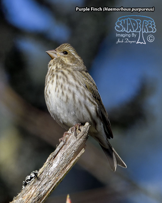 Purple Finch - Haemorhous purpureus
