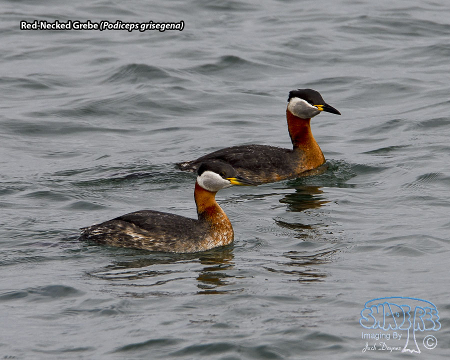 Red-Necked Grebe - Podiceps grisegena