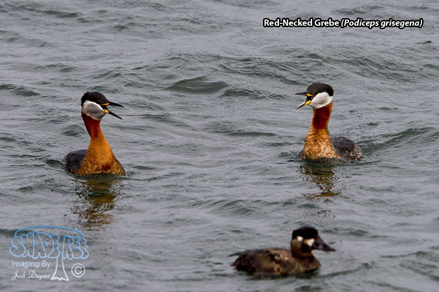 Red-Necked Grebe - Podiceps grisegena