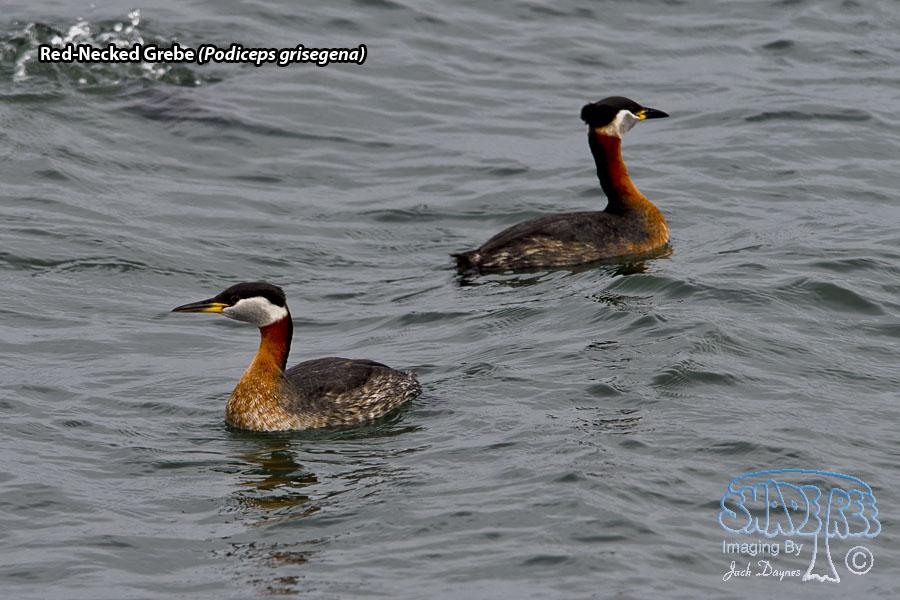 Red-Necked Grebe - Podiceps grisegena