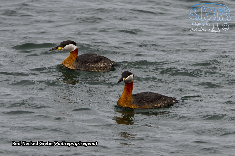 Red-Necked Grebe - Podiceps grisegena