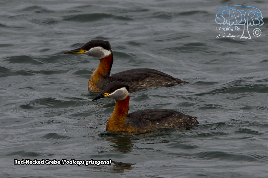 Red-Necked Grebe - Podiceps grisegena