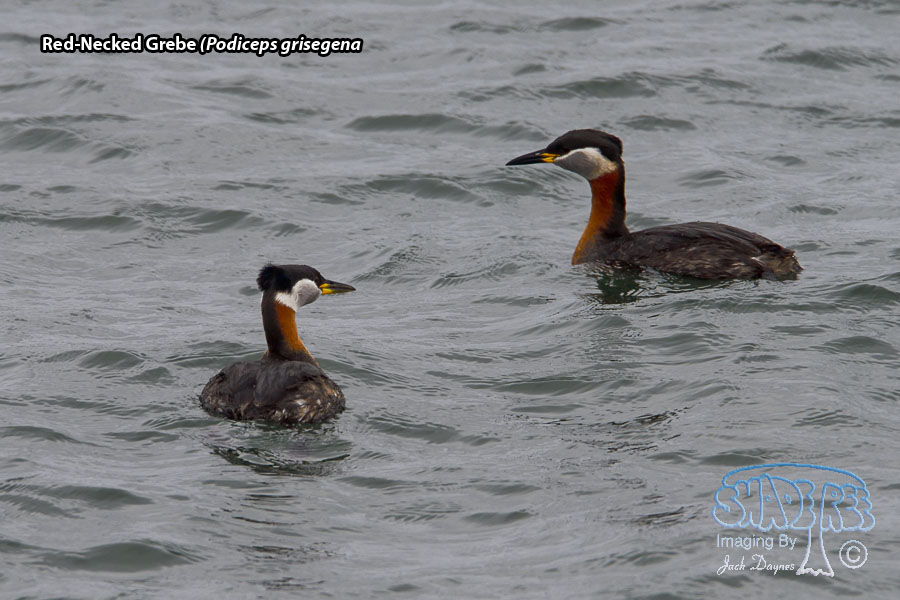 Red-Necked Grebe - Podiceps grisegena