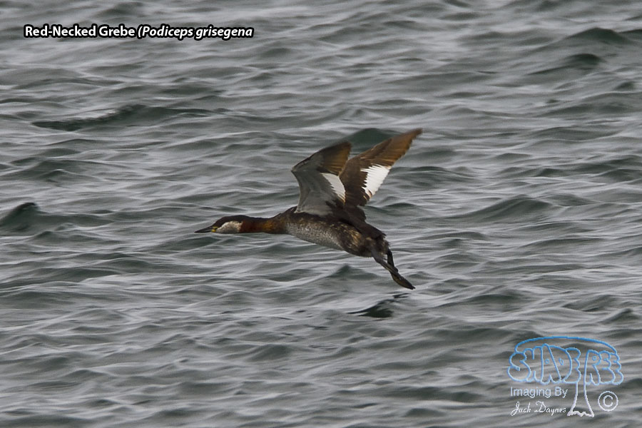 Red-Necked Grebe - Podiceps grisegena