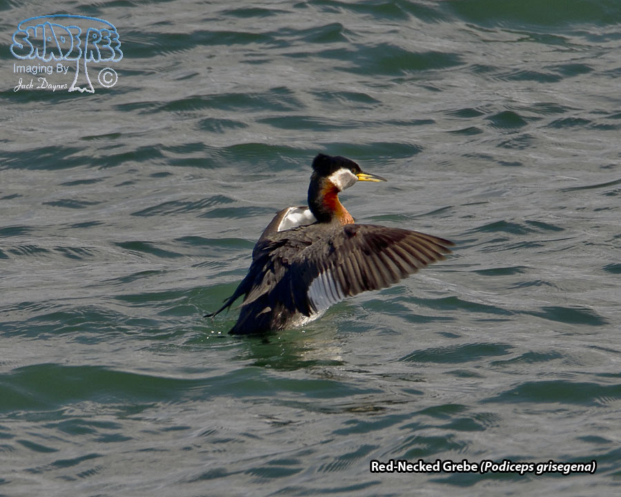 Red-Necked Grebe - Podiceps grisegena