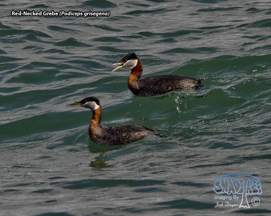 Red-Necked Grebe - Podiceps grisegena