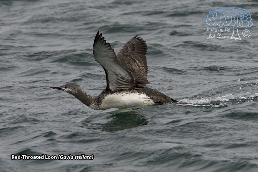 Red-Throated Loon - Gavia stellata