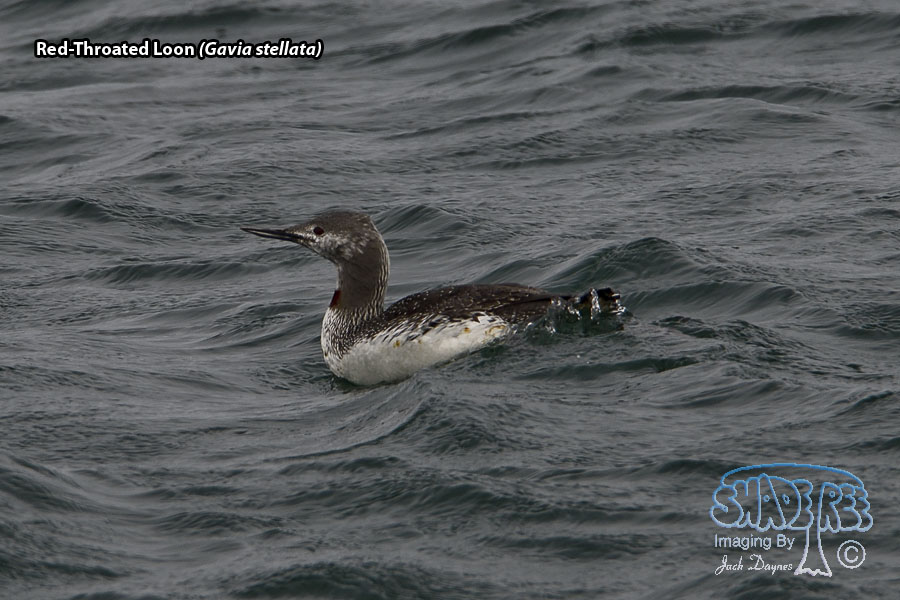 Red-Throated Loon - Gavia stellata