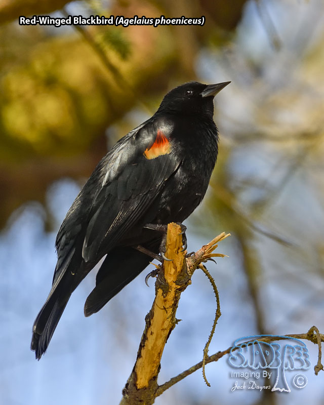 Red-Winged Blackbird - Agelaius phoeniceus