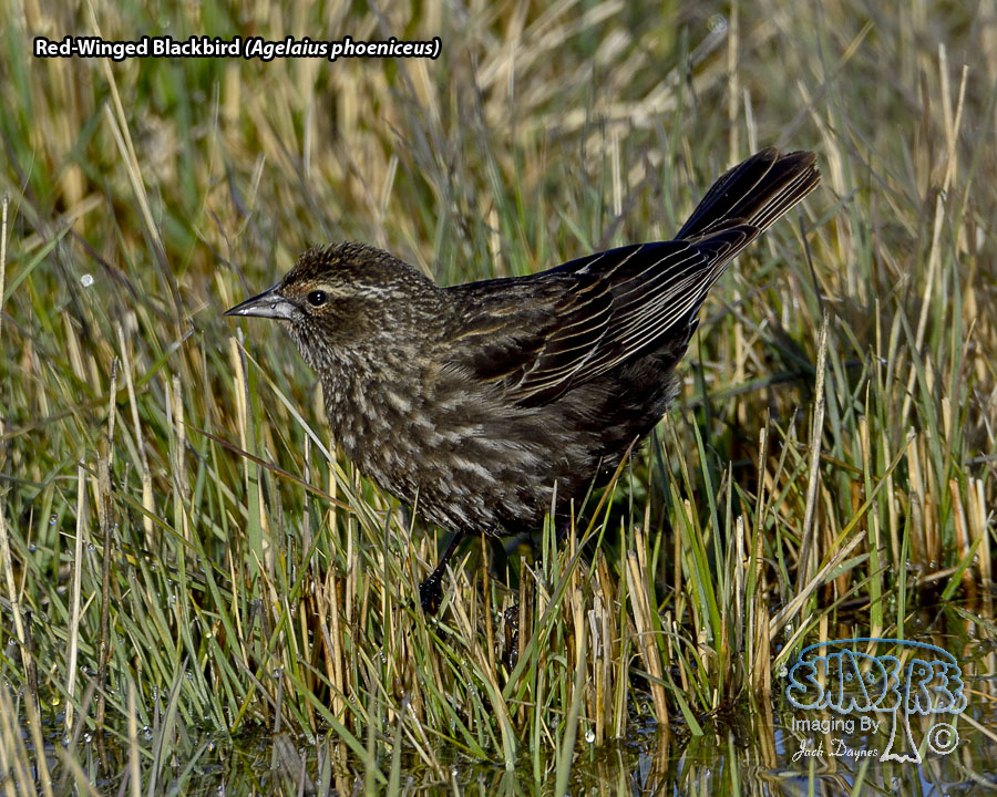 Red-Winged Blackbird - Agelaius phoeniceus