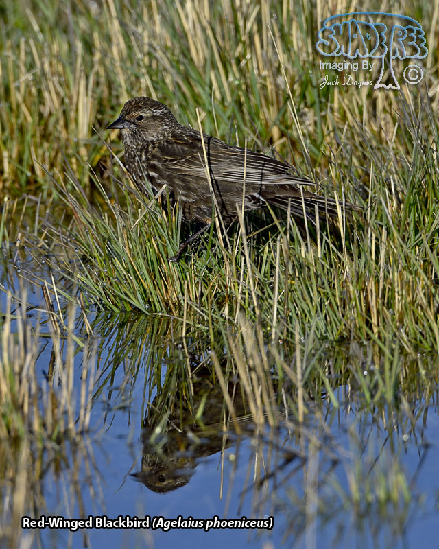 Red-Winged Blackbird - Agelaius phoeniceus