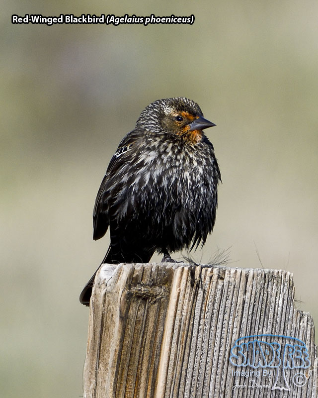 Red-Winged Blackbird - Agelaius phoeniceus