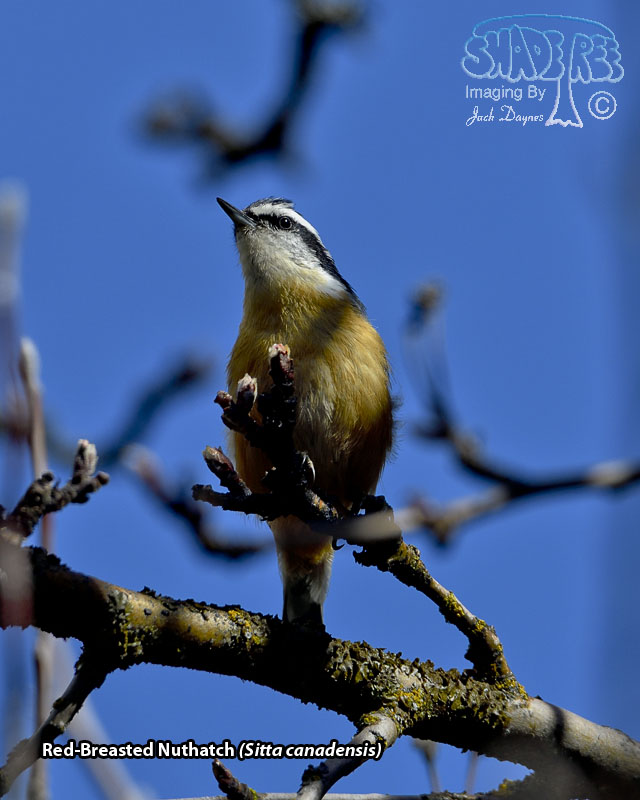 Red-Breasted Nuthatch - Sitta canadensis