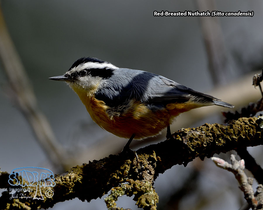 Red-Breasted Nuthatch - Sitta canadensis