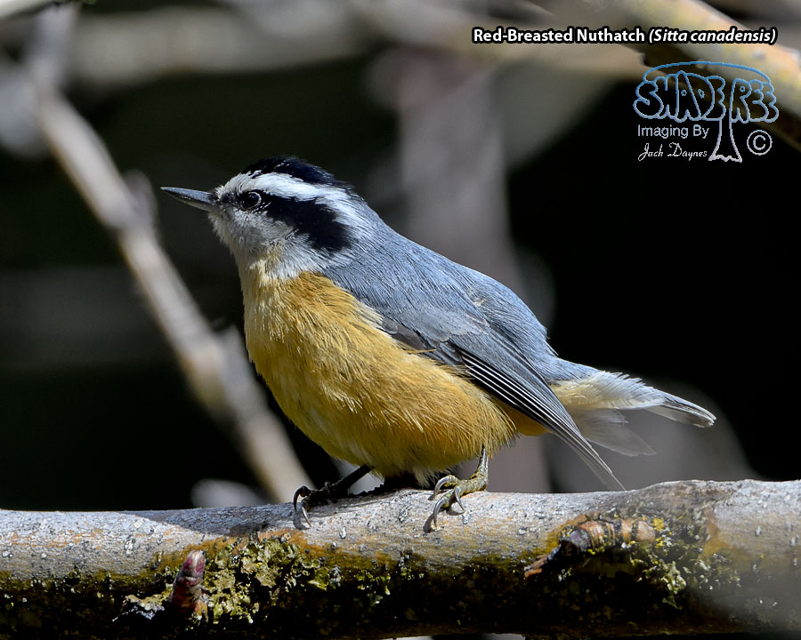 Red-Breasted Nuthatch - Sitta canadensis