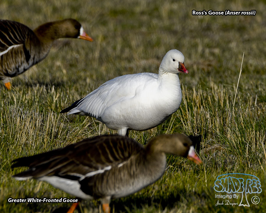 Ross's Goose - Anser rossii