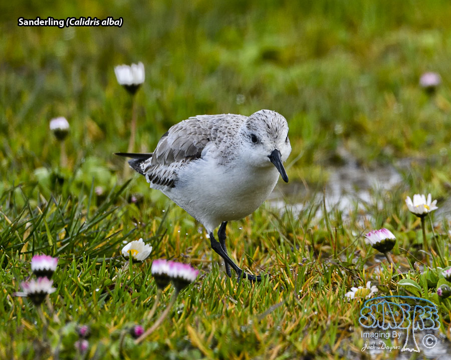 Sanderling - Calidris alba