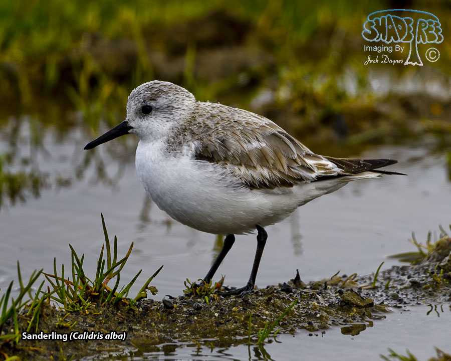 Sanderling - Calidris alba