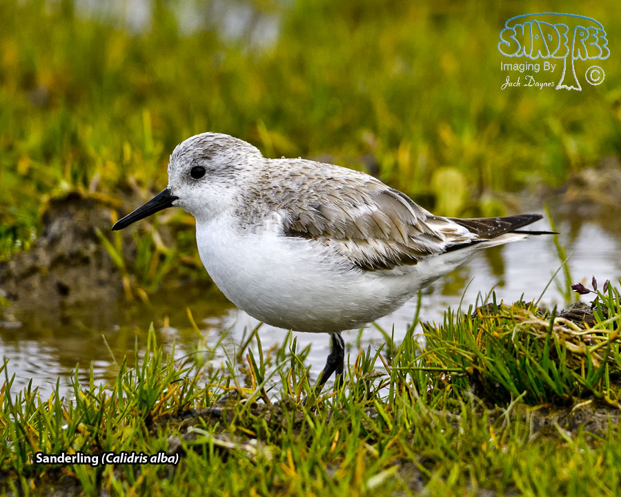 Sanderling - Calidris alba