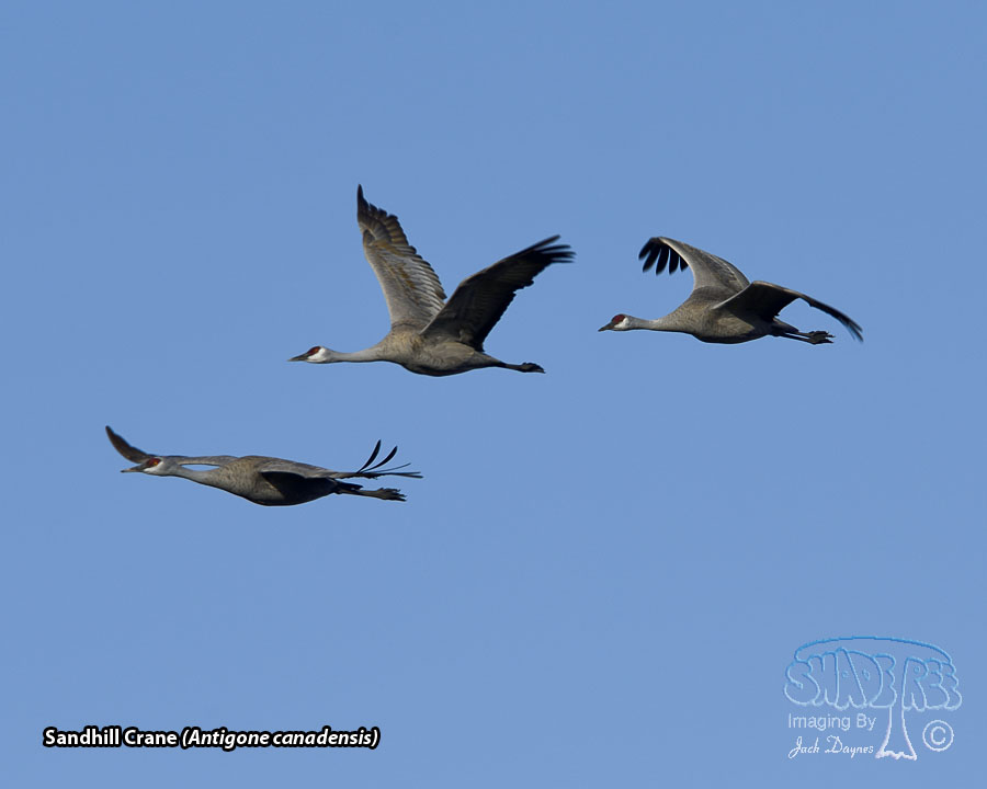 Sandhill Crane - Antigone canadensis