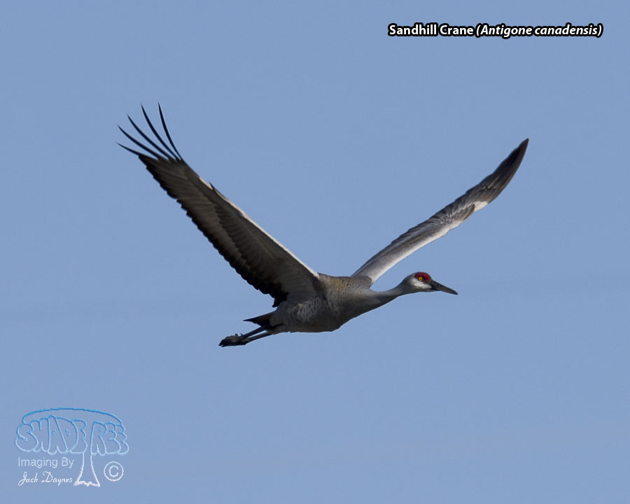 Sandhill Crane - Antigone canadensis