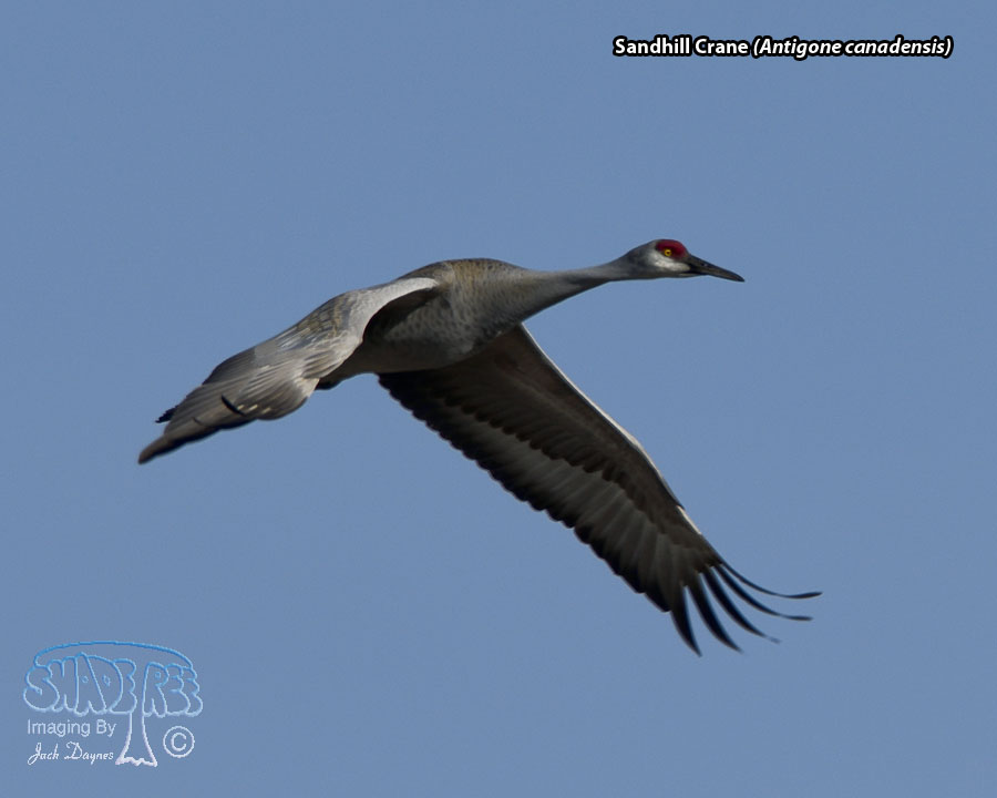 Sandhill Crane - Antigone canadensis