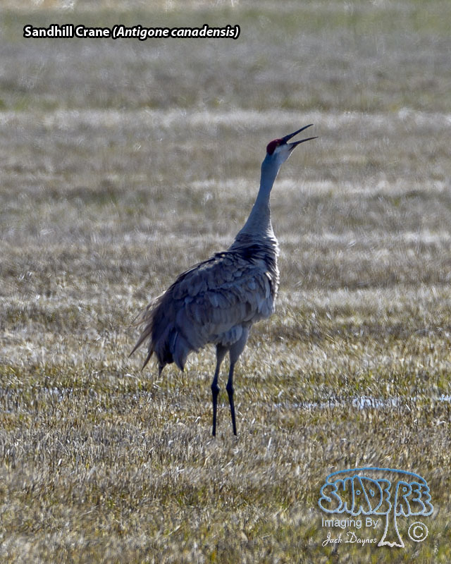 Sandhill Crane - Antigone canadensis