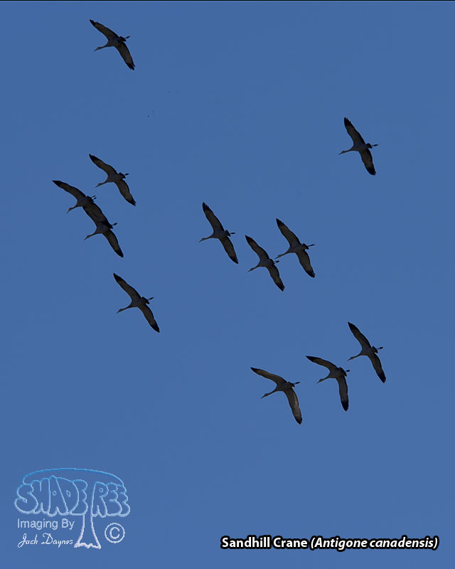 Sandhill Crane - Antigone canadensis