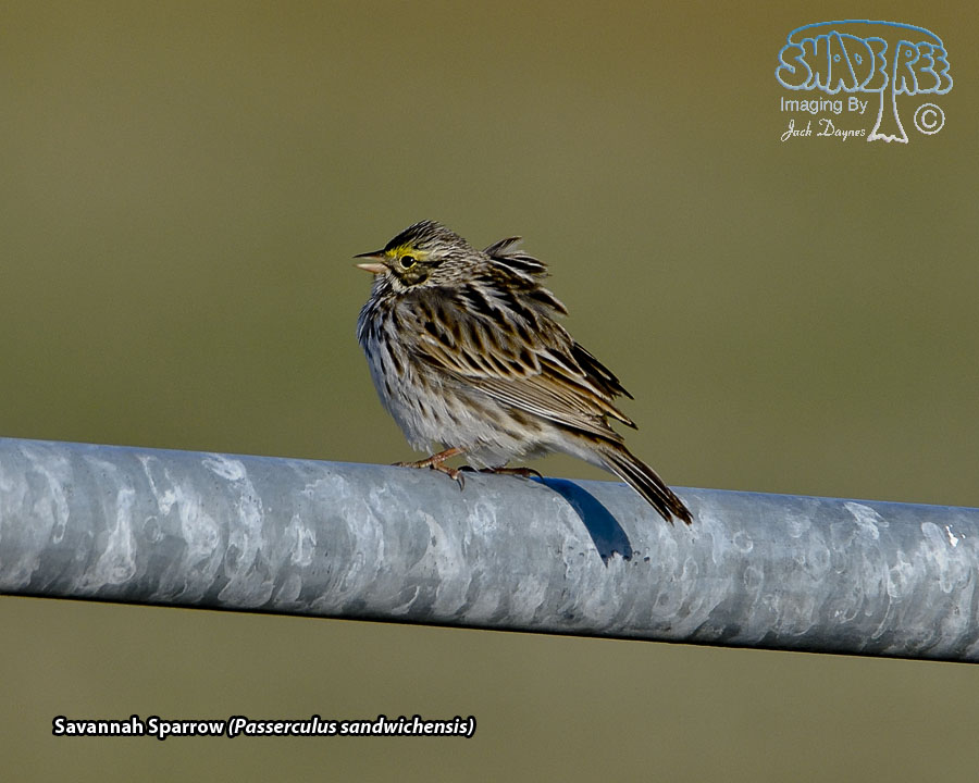 Savannah Sparrow - Passerculus sandwichensis