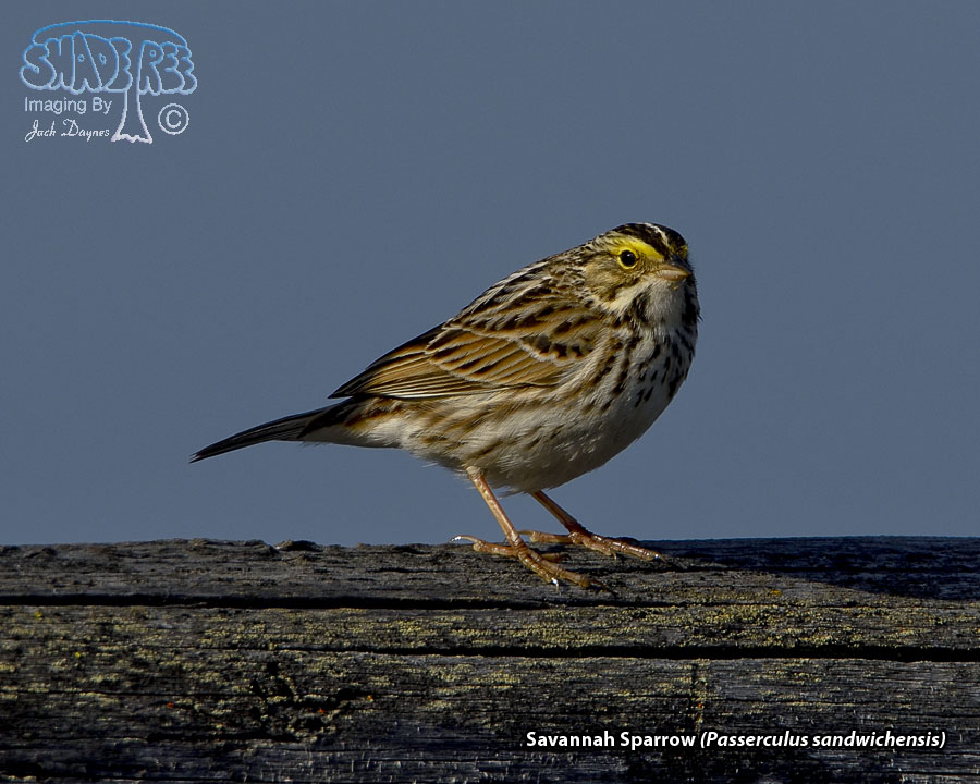 Savannah Sparrow - Passerculus sandwichensis