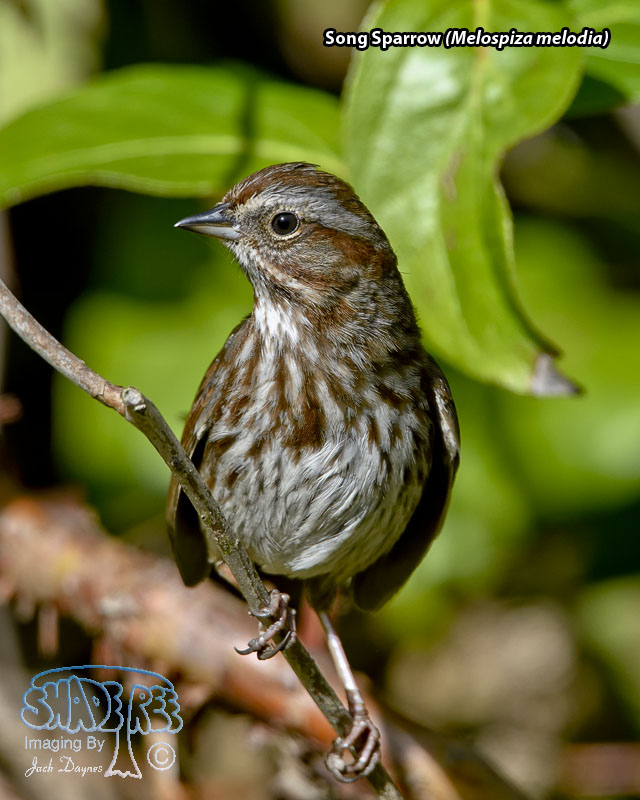 Song Sparrow - Melospiza melodia