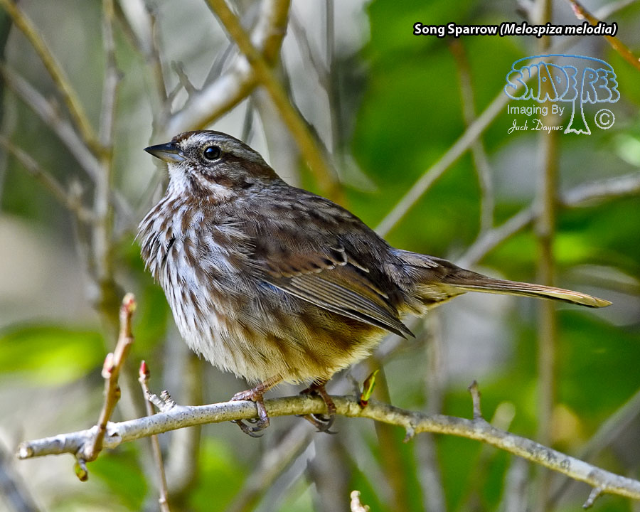 Song Sparrow - Melospiza melodia