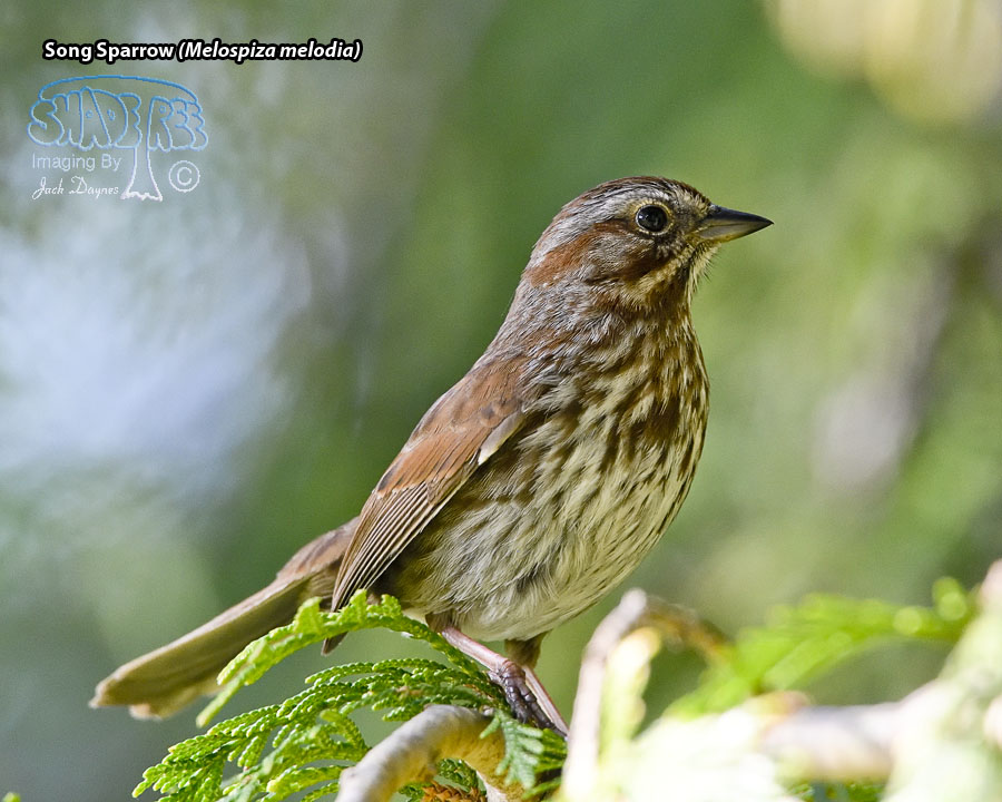 Song Sparrow - Melospiza melodia
