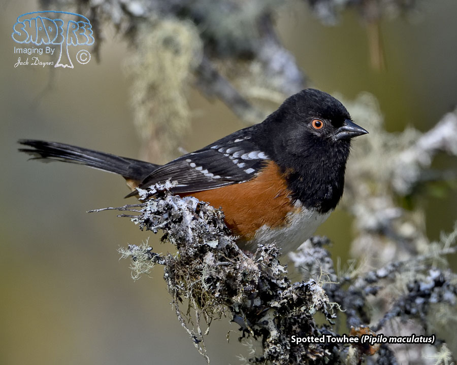 Spotted Towhee - Pipilo maculatus