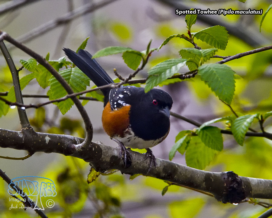 Spotted Towhee - Pipilo maculatus