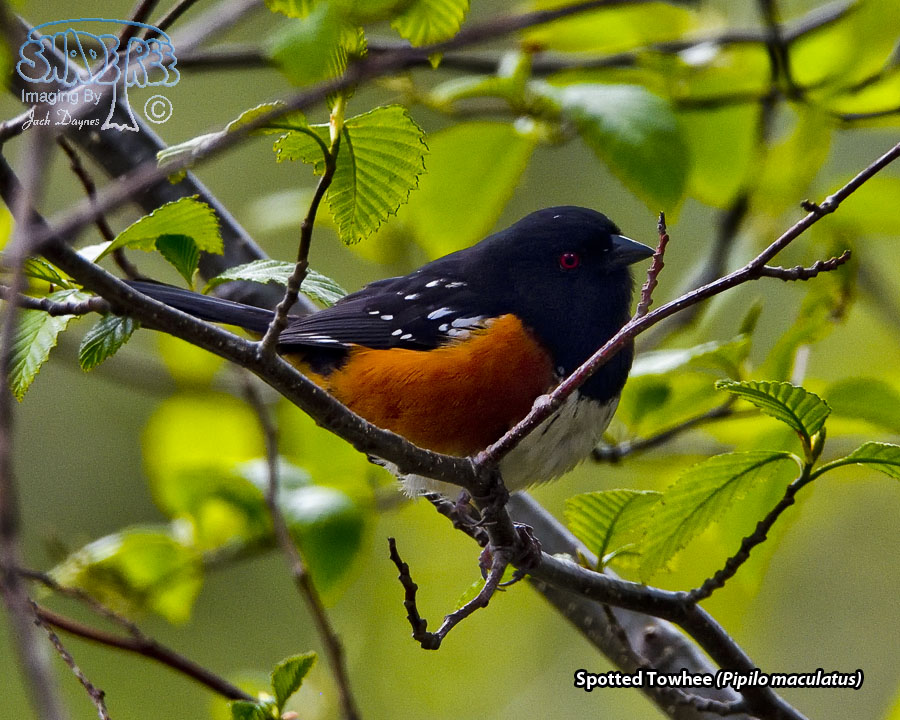 Spotted Towhee - Pipilo maculatus